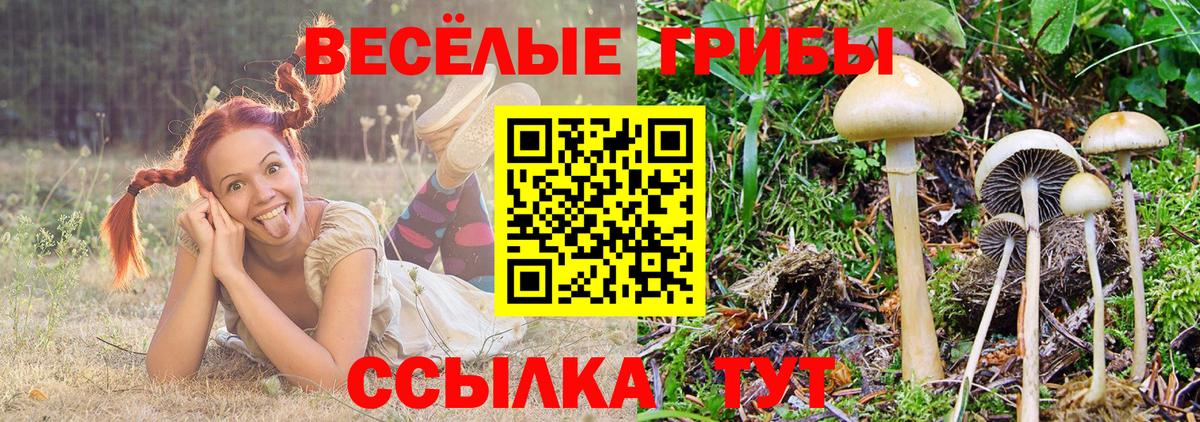 Псилоцибиновые грибы Cubensis  Вход с VPN  Симферополь  Галлюциногенные грибы прущие грибы 